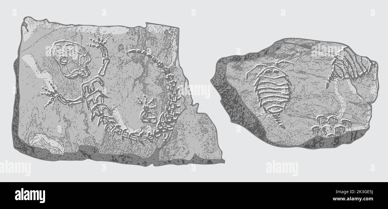 Stone with imprints of skeletons of prehistoric animals, insects and