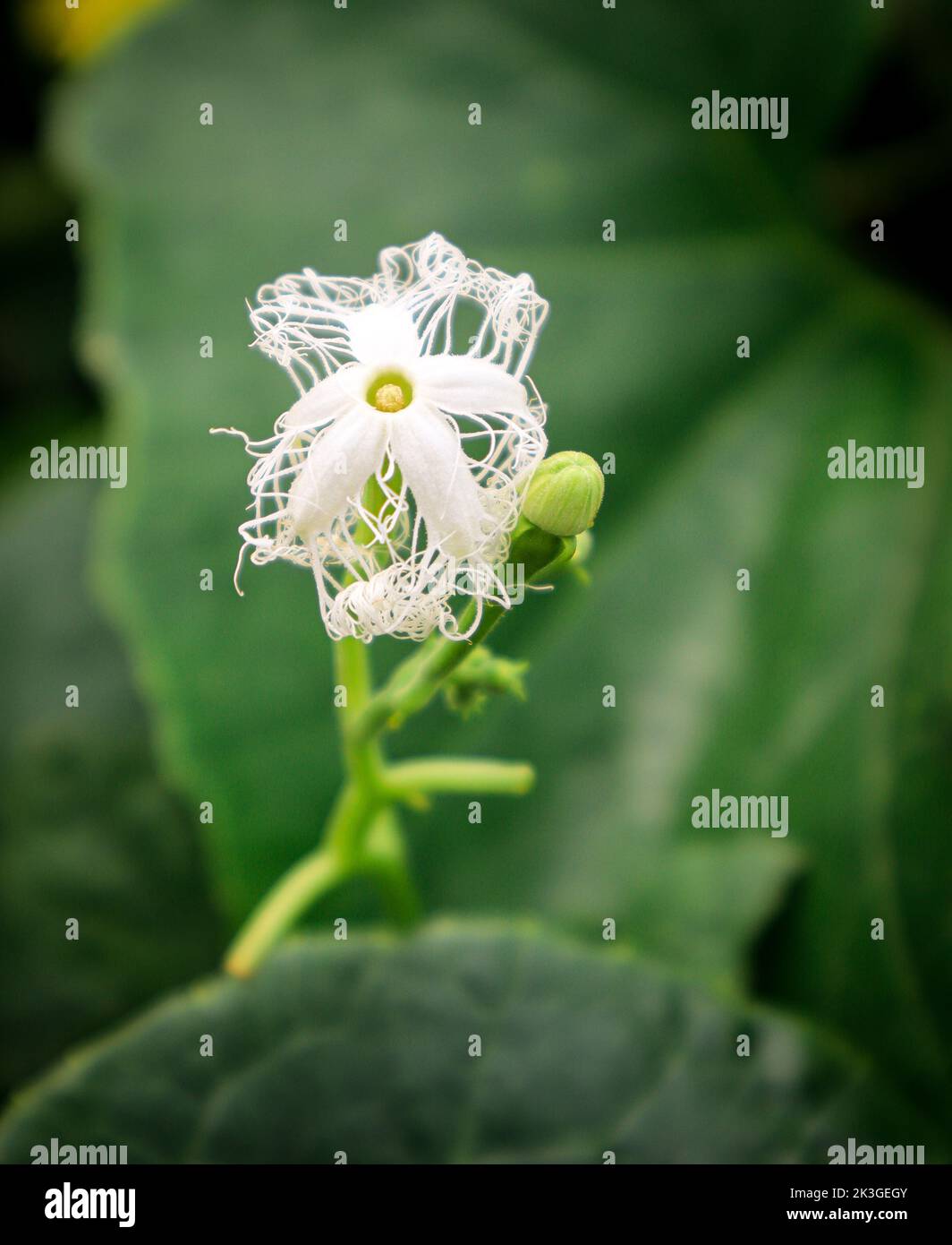 Summer blossom flower in bangladesh Stock Photo - Alamy