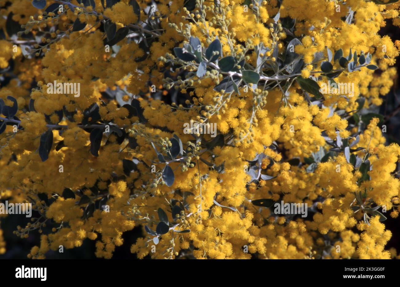 CLOSE-UP OF THE LEAVES AND FLOWERS ON AN ACACIA TREE (ALSO KNOWN AS WATTLE). Stock Photo