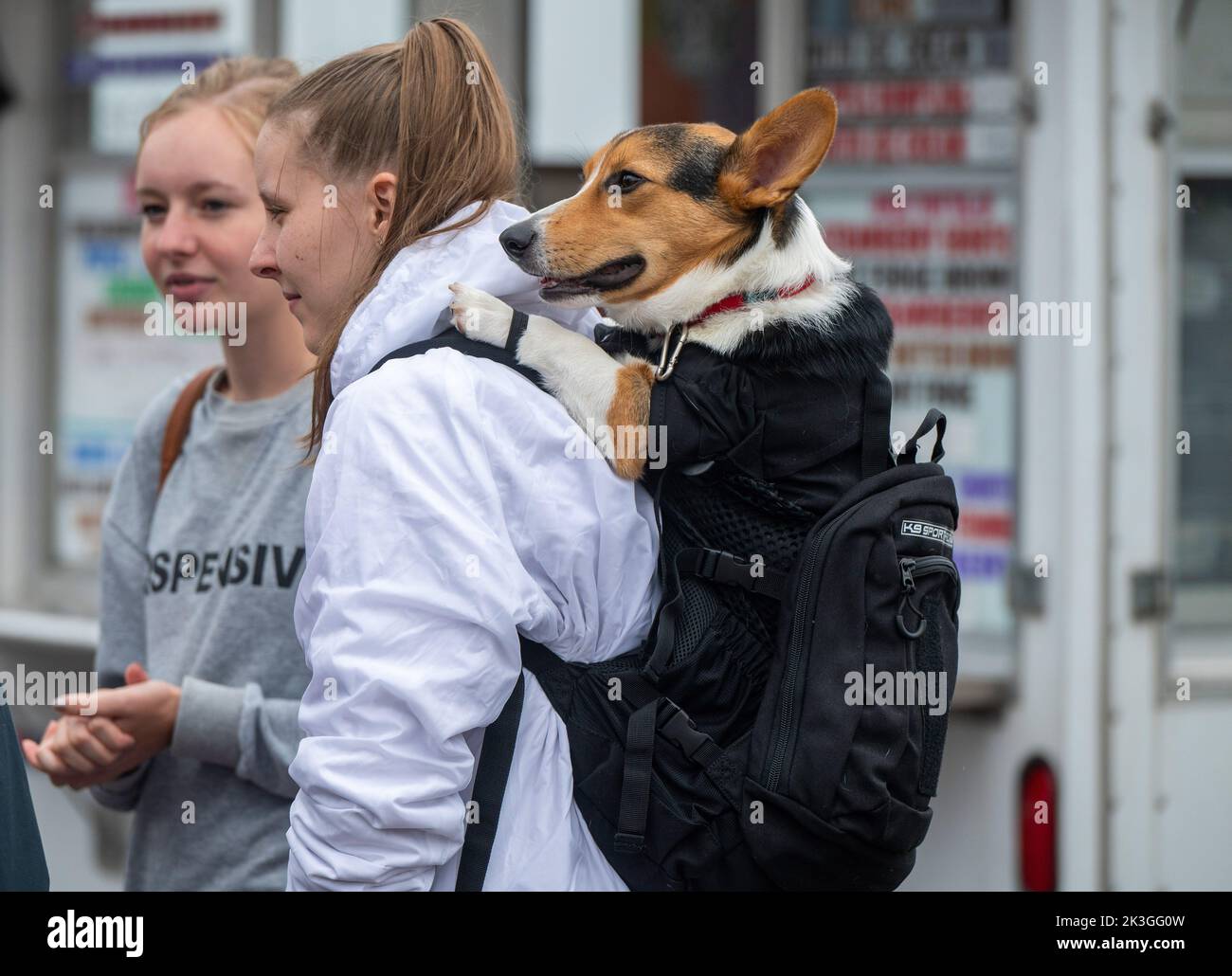 Corgi backpack carrier top