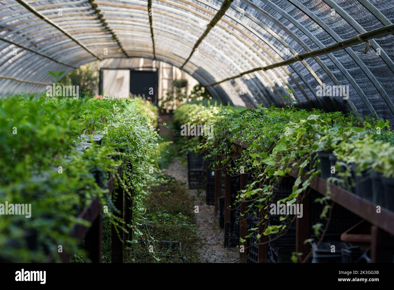 Plant gardening with green ivy seedlings in greenhouse with transparent ceiling growing for sale. Stock Photo
