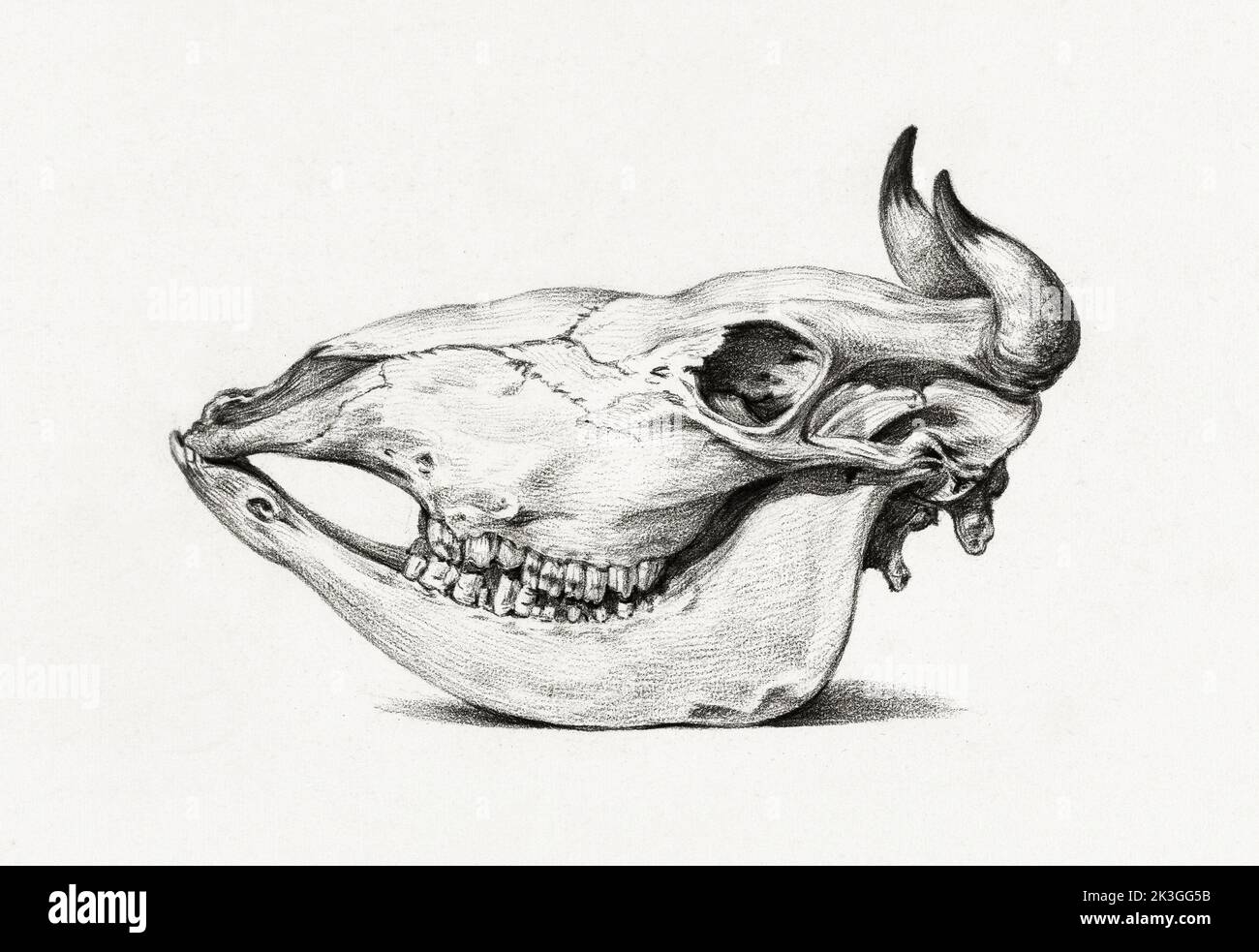 Skull of a cow (1816) by Jean Bernard (1775-1883). Original from The ...