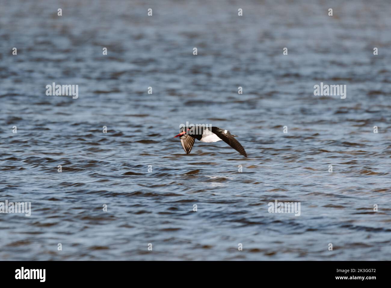 Low flying Australian Pied Oystercatcher. Seen on a Lake in Ulladulla Stock Photo