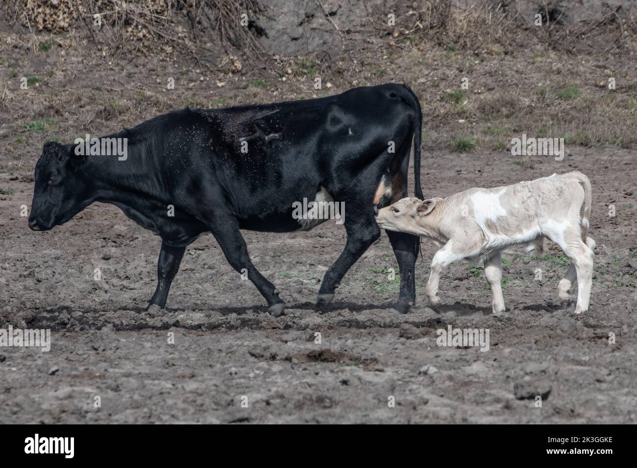 A mother domestic cow and her calf who is suckling and drinking milk, livestock in Point Reyes National seashore in California, USA, North America. Stock Photo
