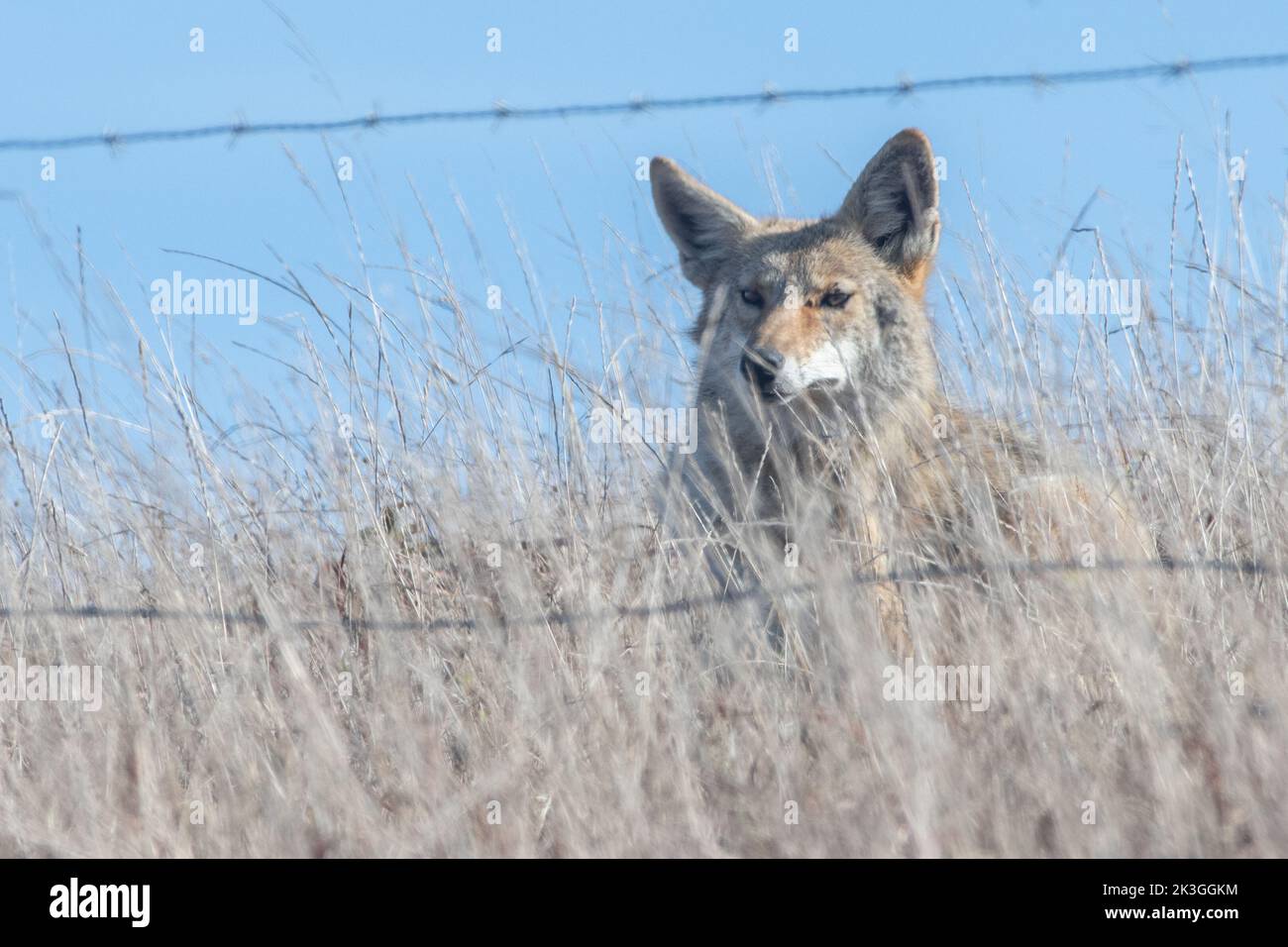A coyote (Canis latrans) behind a barbed wire fence looking through it in California, USA. Stock Photo