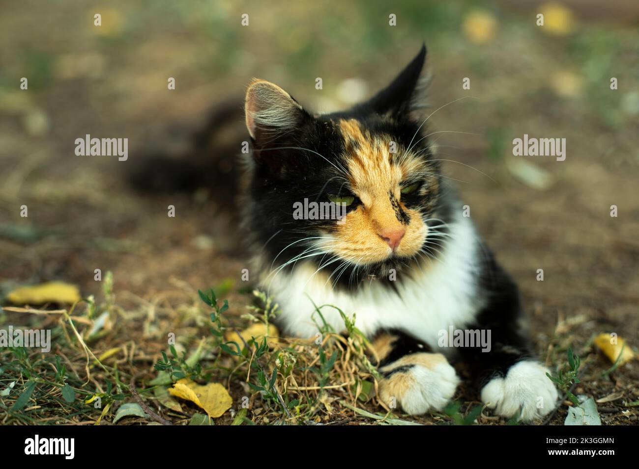 Cat with different coats. Pet on street. Cute cat in park. Animal in garden. Details of pet's life. Stock Photo