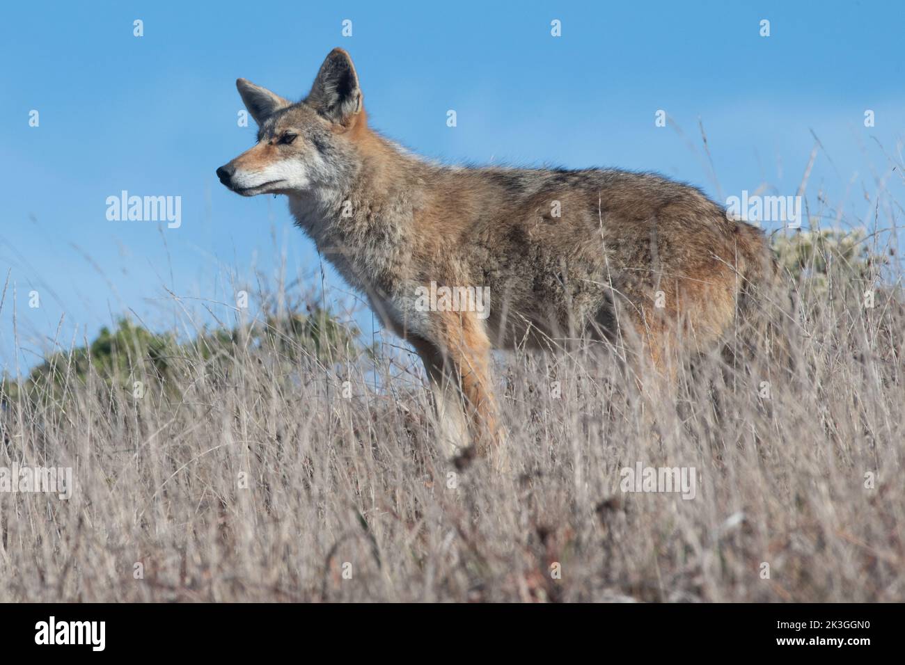 A coyote (Canis latrans) standing in tall grass in Point Reyes National seashore, California. Stock Photo