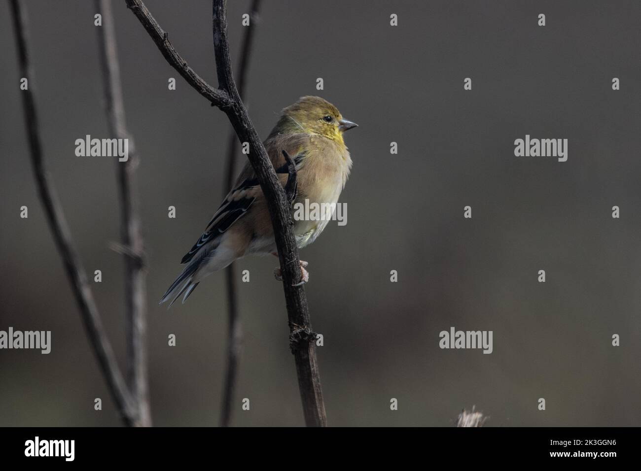An American goldfinch (Spinus tristis) in nonbreeding plumage perched in Point Reyes National seashore in California, USA. Stock Photo