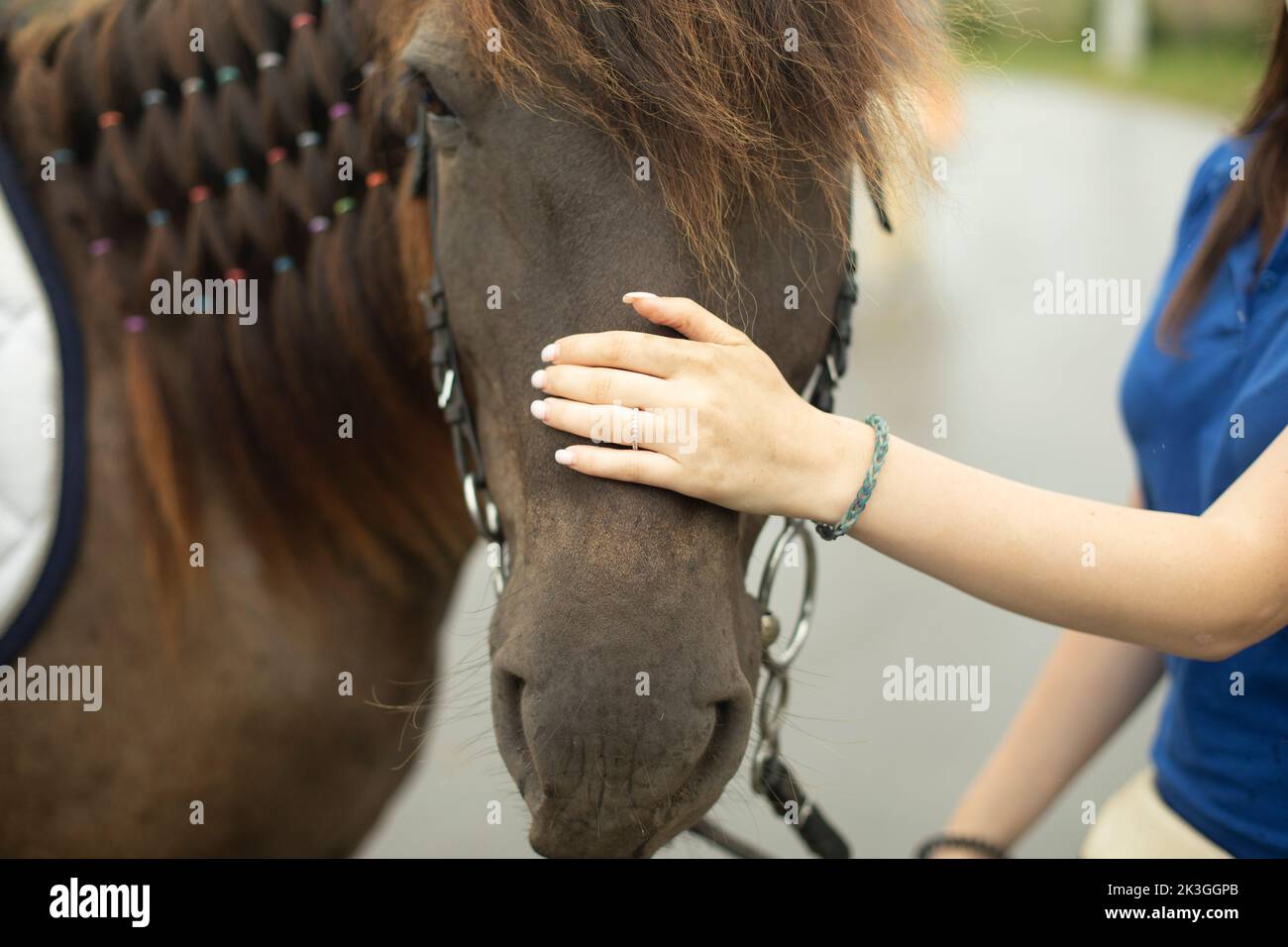 Hand strokes horse. Horse muzzle and human hand. Favorite pet. Caressing man. Big head. Stock Photo
