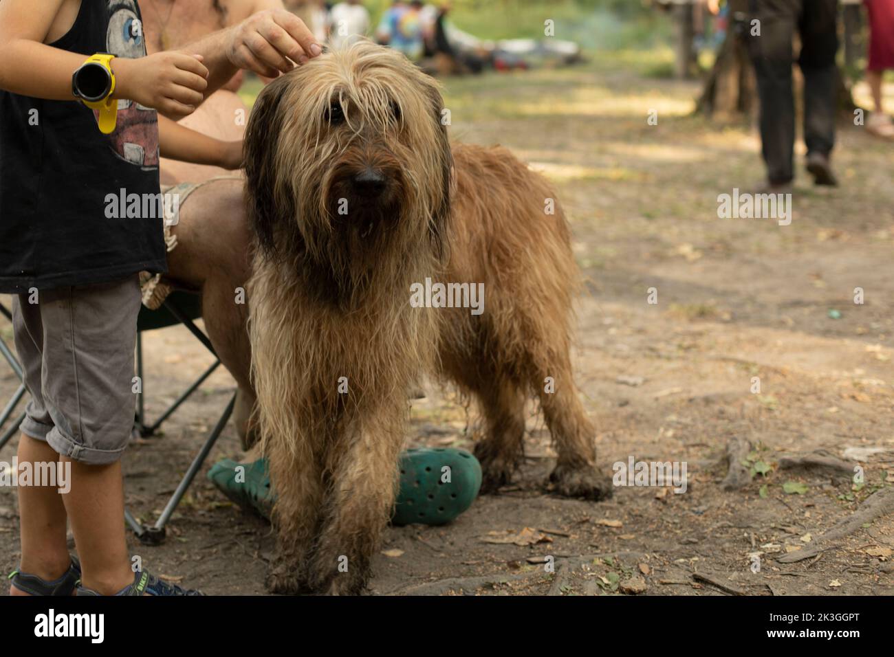 Furry dog. Pet in park. Walking large dog. Portrait of pet. Stock Photo