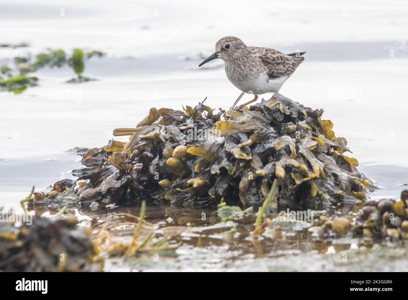 The least sandpiper (Calidris minutilla) smallest of the shorebirds in Coastal California in Point Reyes National seashore. Stock Photo