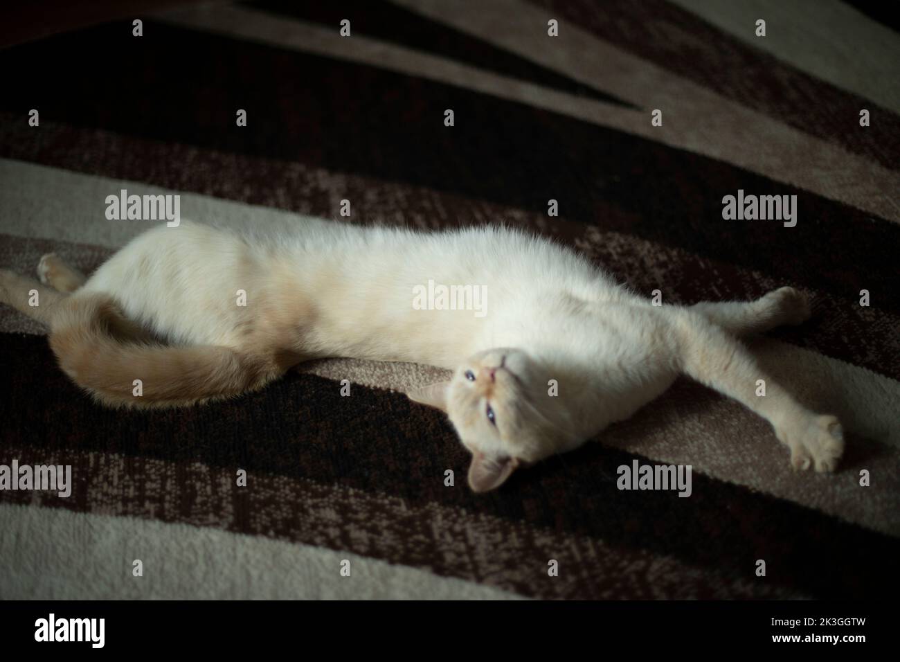 Cat on carpet. White cat in interior. Pet at home. Animal on dark carpet. Stock Photo