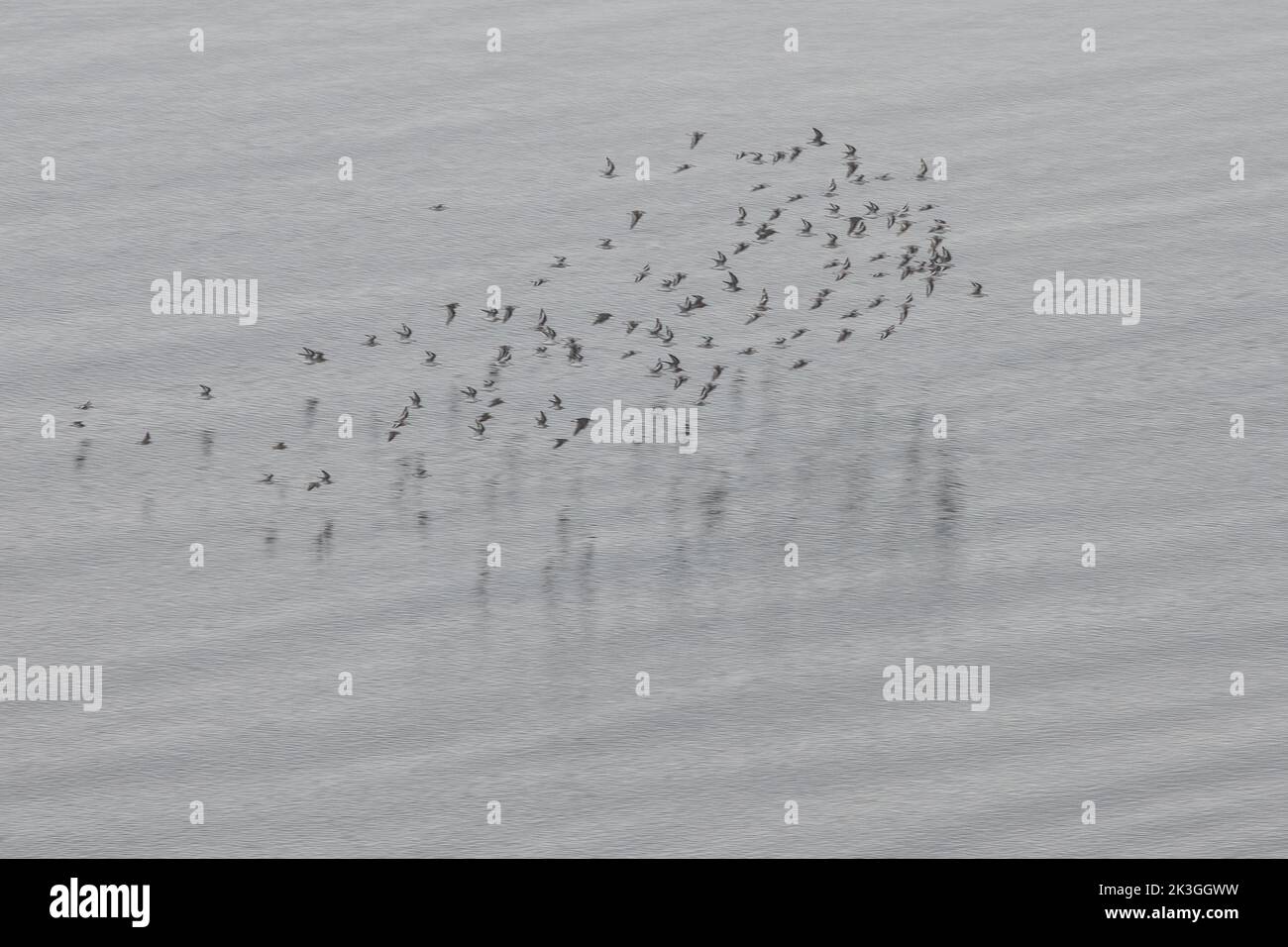 A flock of least sandpiper (Calidris minutilla) flying over the calm water of the Pacific ocean off the coast of California. Stock Photo