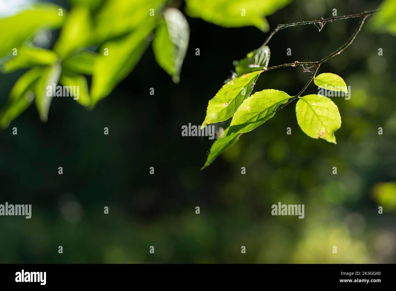 Green leaves in sunlight. Leaves of tree. Plant in park. Sunlight in green branches. Stock Photo