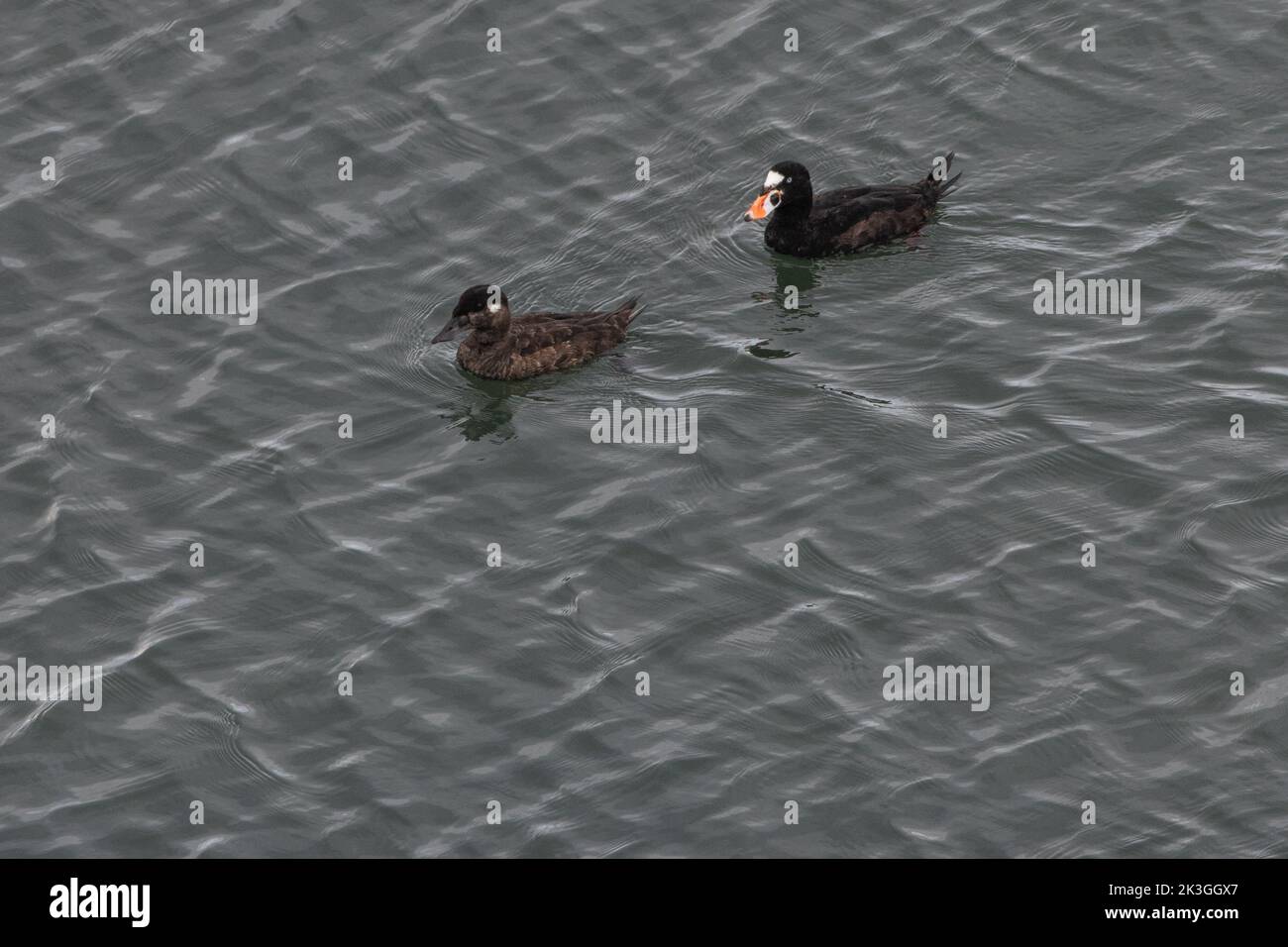 Surf scoters (Melanitta perspicillata) a male and female duck together on the water in the Pacific ocean in California. Stock Photo
