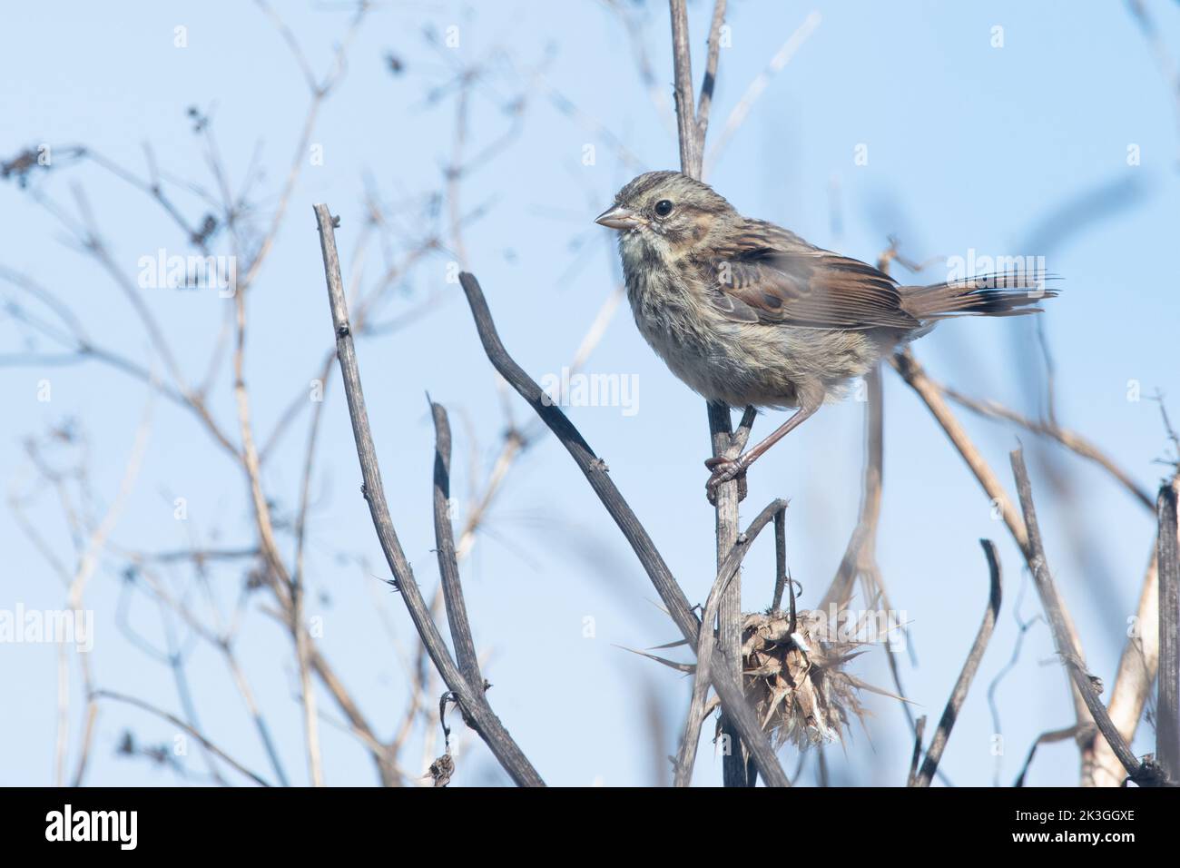 A song sparrow (Melospiza melodia) perched on dry brush in Point Reyes National Seashore in California. Stock Photo