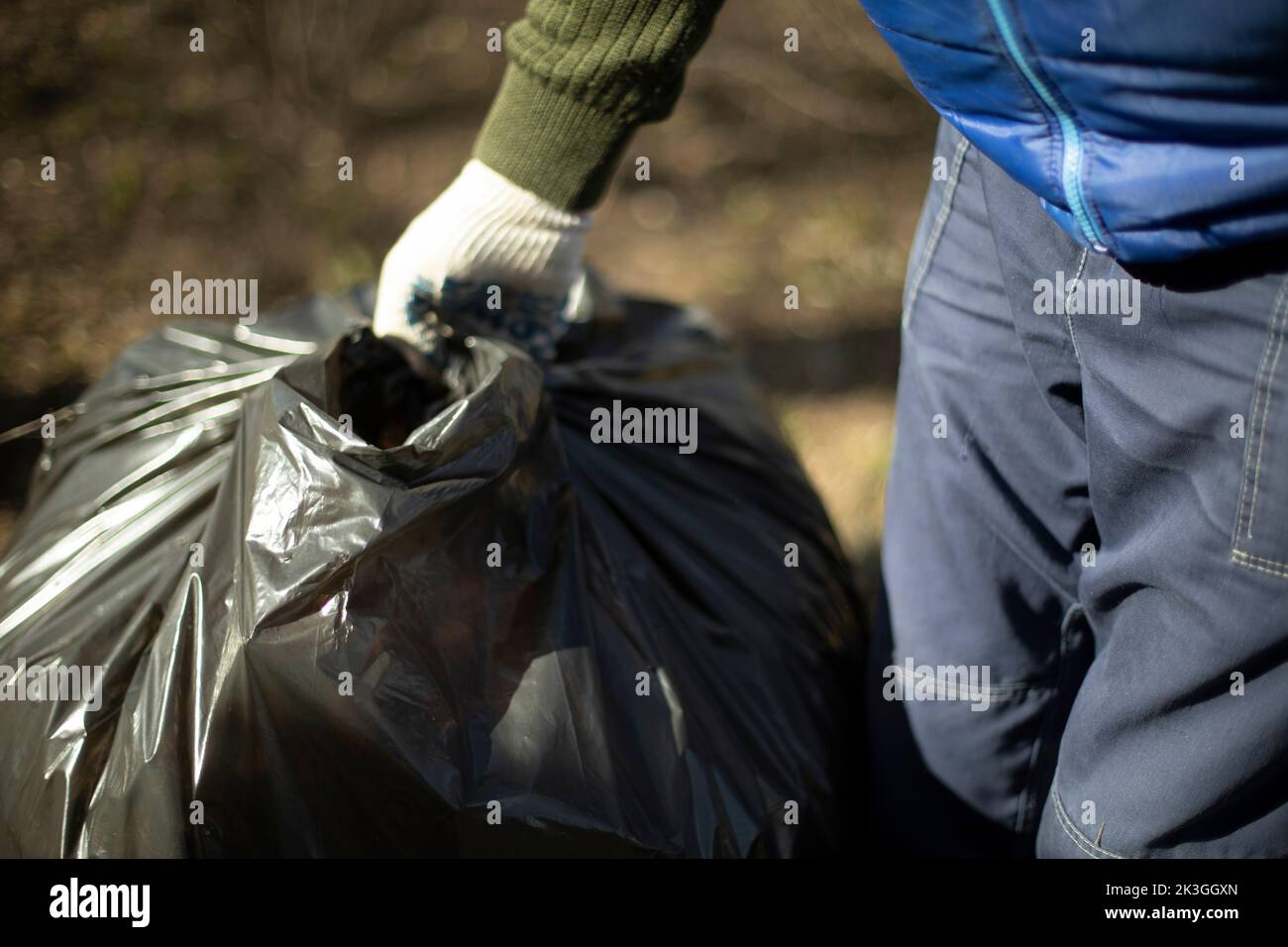 Garbage collection in bag. People clean up yard. Harvesting leaves in park. Stock Photo
