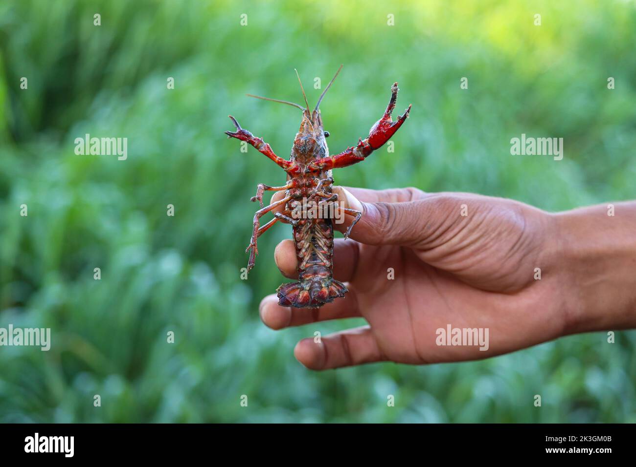 red freshwater crayfish (lobster spieces) near river Nile Stock Photo