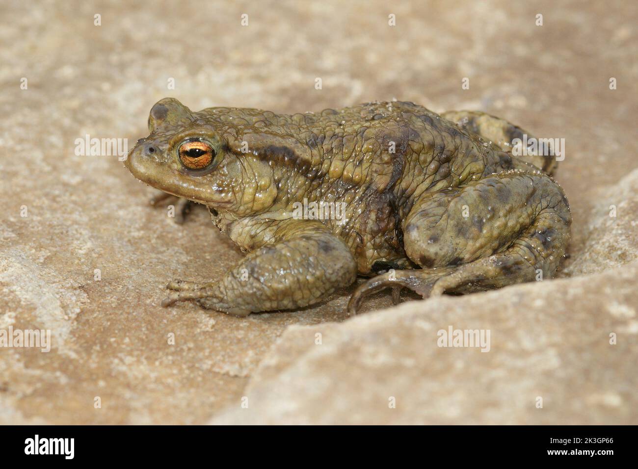 Closeup on an adult male common European toad, Bufo bufositting on a stone in the garden Stock Photo