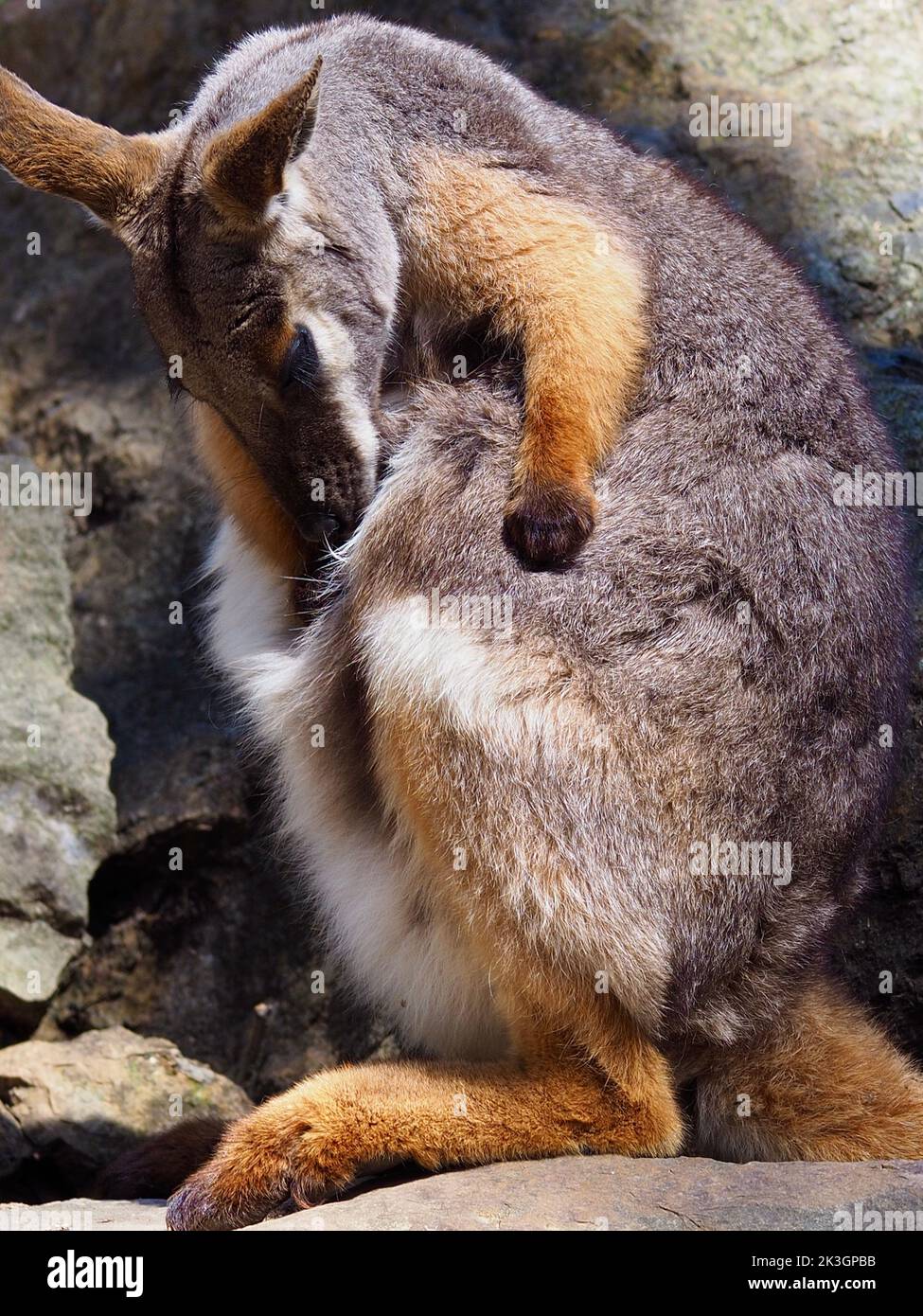 Distinguished gorgeous Yellow-footed Rock-Wallaby grooming its thick silky fur. Stock Photo