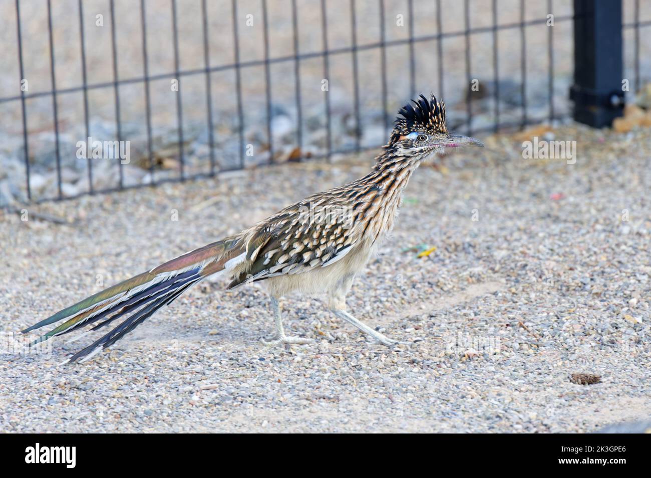 A beautiful Greater Roadrunner (genus Geococcyx) is seen moving warily through a children's playground in Albuequerque, New Mexico. Stock Photo