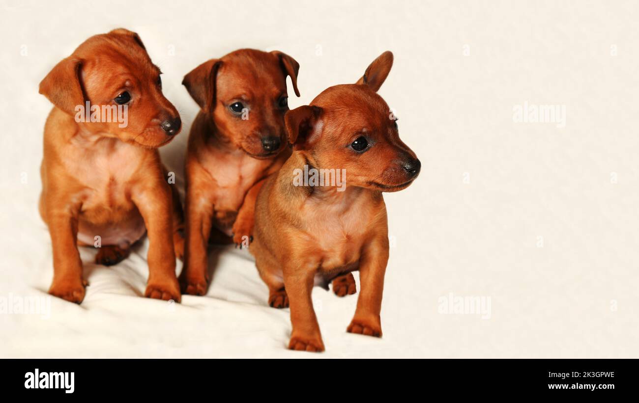 Three brown puppies are sitting on a white background. The little dogs look away. Portrait. Mini pinscher red. Mini pinscher purebred pets. Stock Photo
