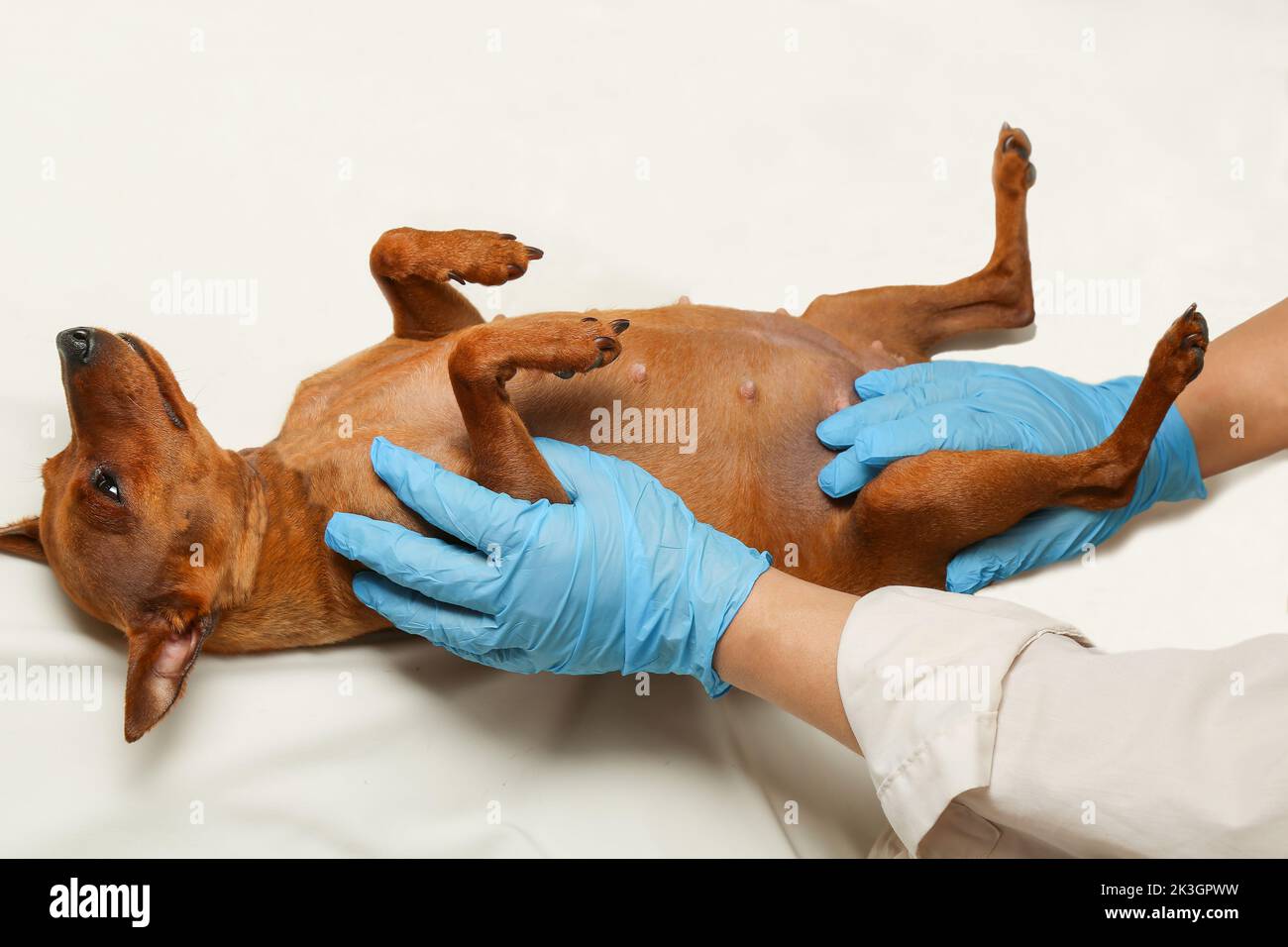 The veterinarian's hands are holding the dog. Pet inspection vet. Injured dog at the veterinary clinic at the reception. Stock Photo