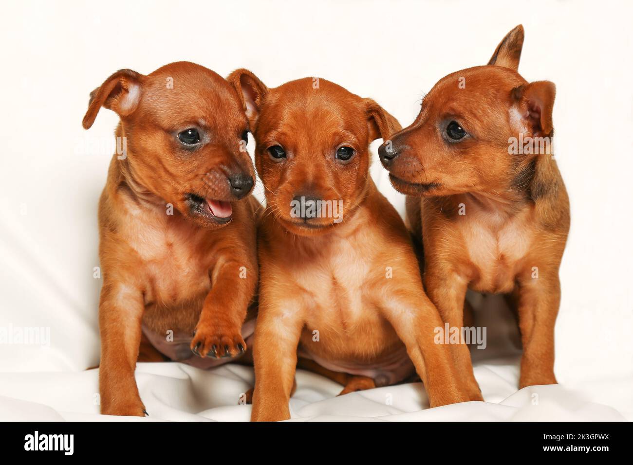Three corinthian puppies are sitting on a white background. Little dogs. Mini pinscher puppies. Baby animals. Adorable pets. Stock Photo