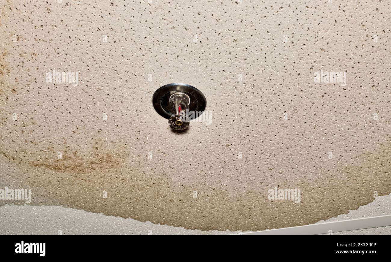 Ceiling damage from a water pipe leak in an interior ceiling from a faulty fire sprinkler system. Stock Photo