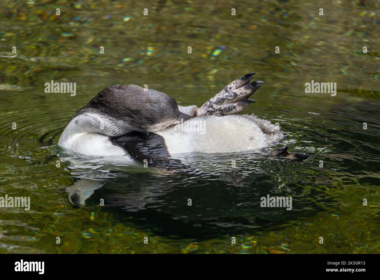 The Humboldt penguin (Spheniscus humboldti) swim in a water Stock Photo