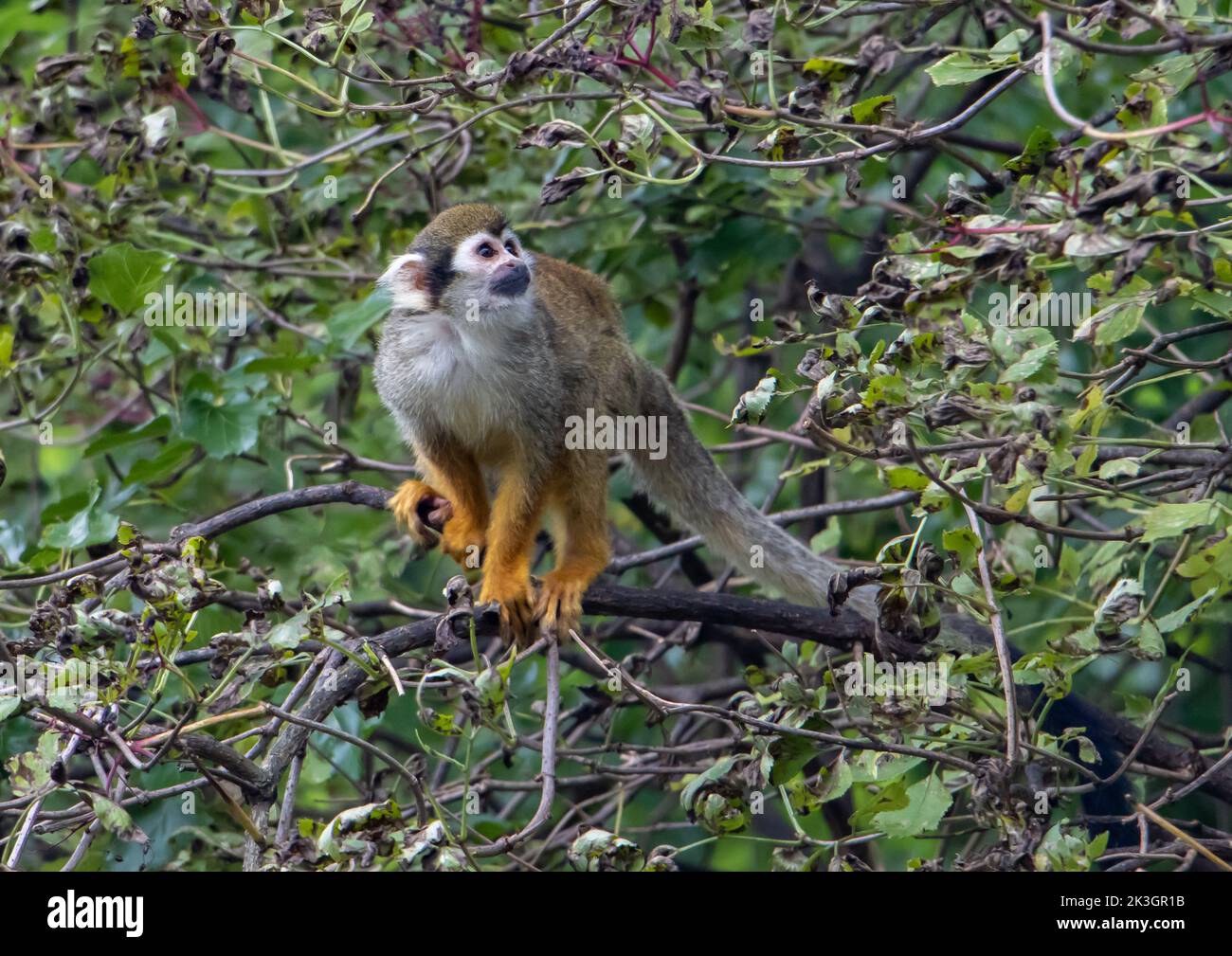 A Common squirrel monkeys (Saimiri sciureus) on a tree Stock Photo