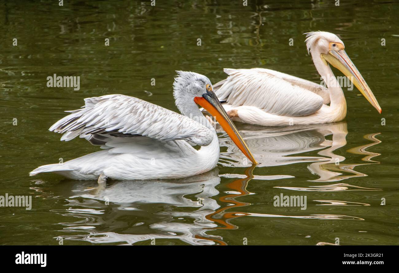 The Dalmatian pelican (Pelecanus crispus) with The great white pelican (Pelecanus onocrotalus) swim on the water Stock Photo