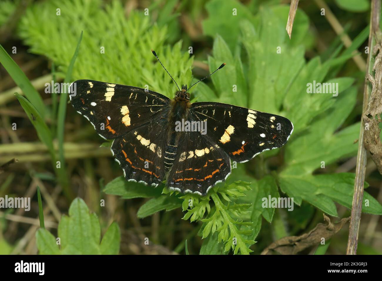 Closeup on a brown Map butterfly, Araschnia elvana wiith spread wings in the field Stock Photo