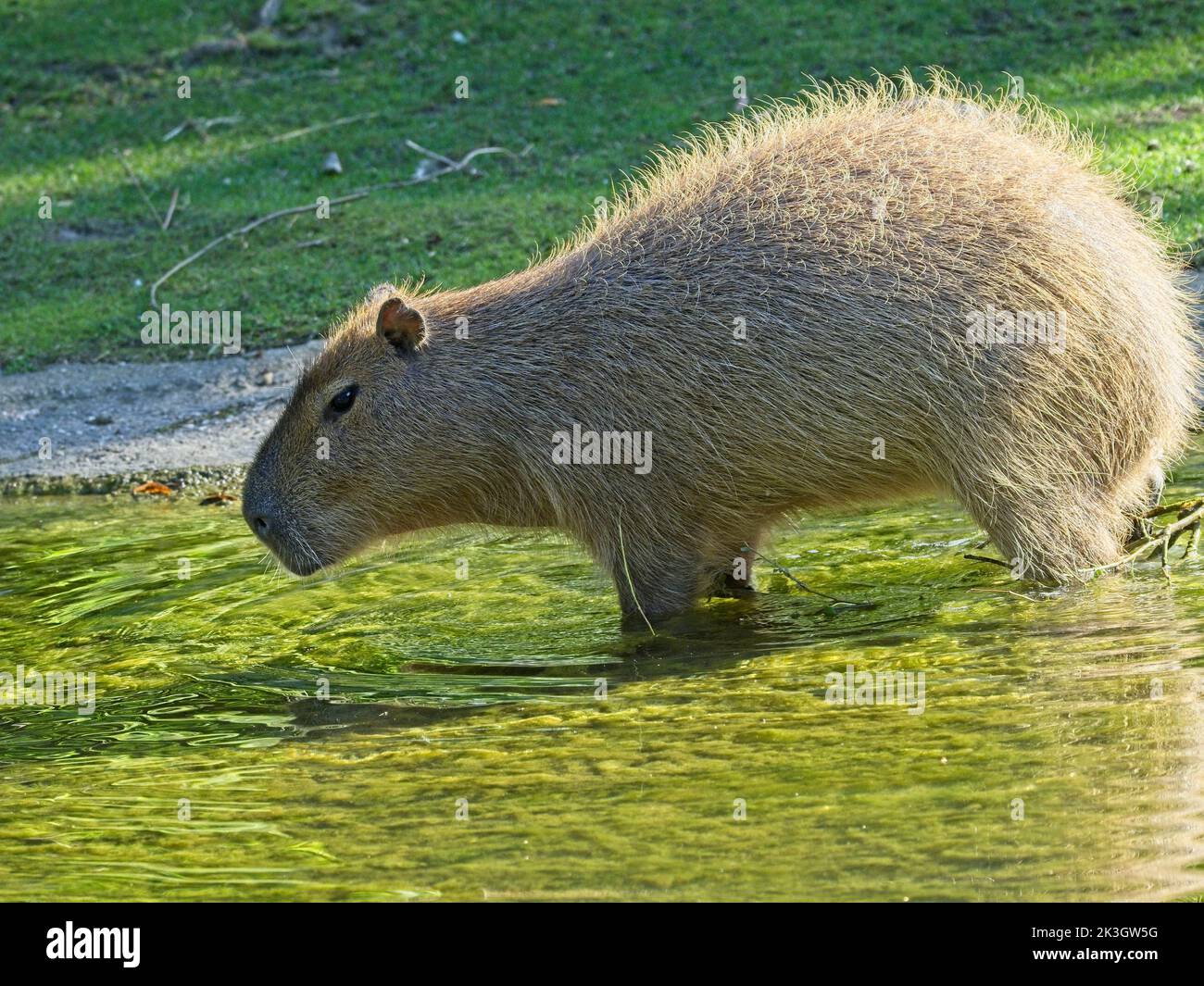 Capybara (Hydrochoerus hydrochaeris) in Zoo Vienna Schonbrunn. Schönbrunn Zoo (German: Tiergarten Schönbrunn) is a zoo on the territory of the Schönbr Stock Photo