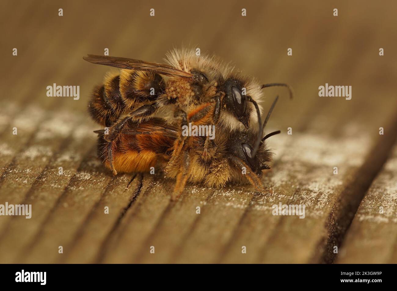 Closeup on a mating male and female pair of European red mason bees, Osmia rufa Stock Photo