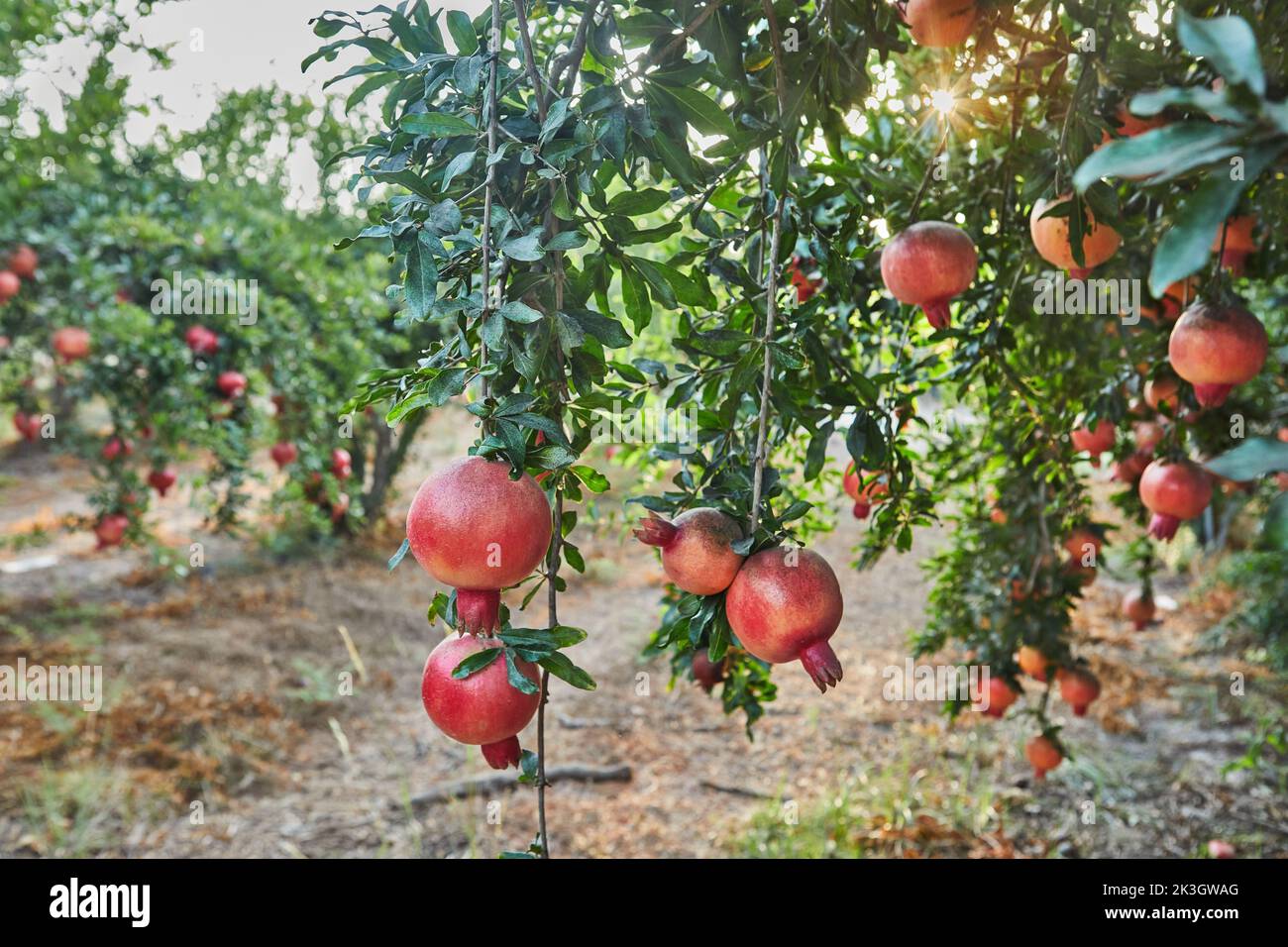 Plantation of pomegranate trees in the harvest season, in the rays of ...