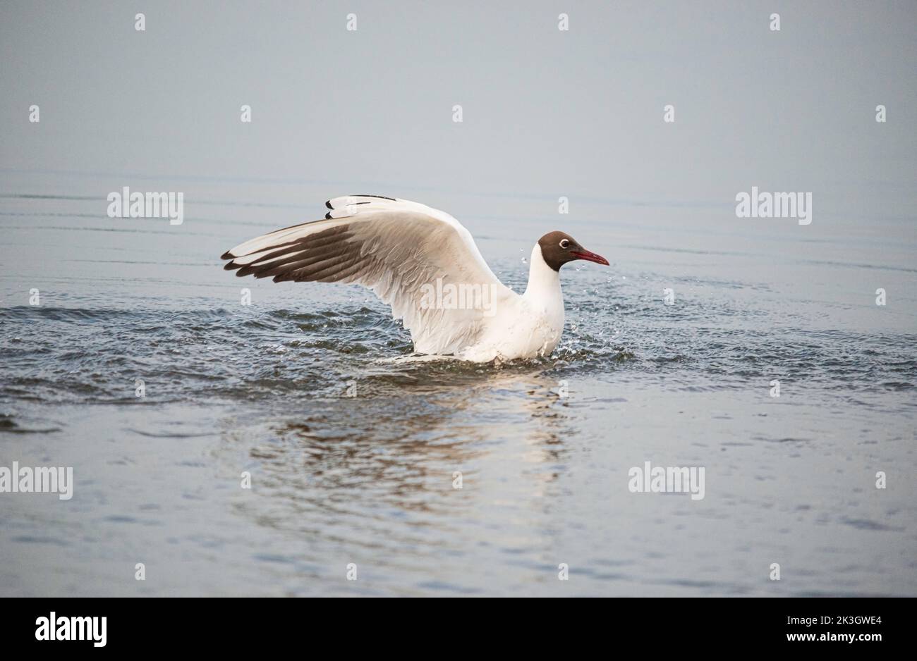 Black-headed gull landing on water Stock Photo