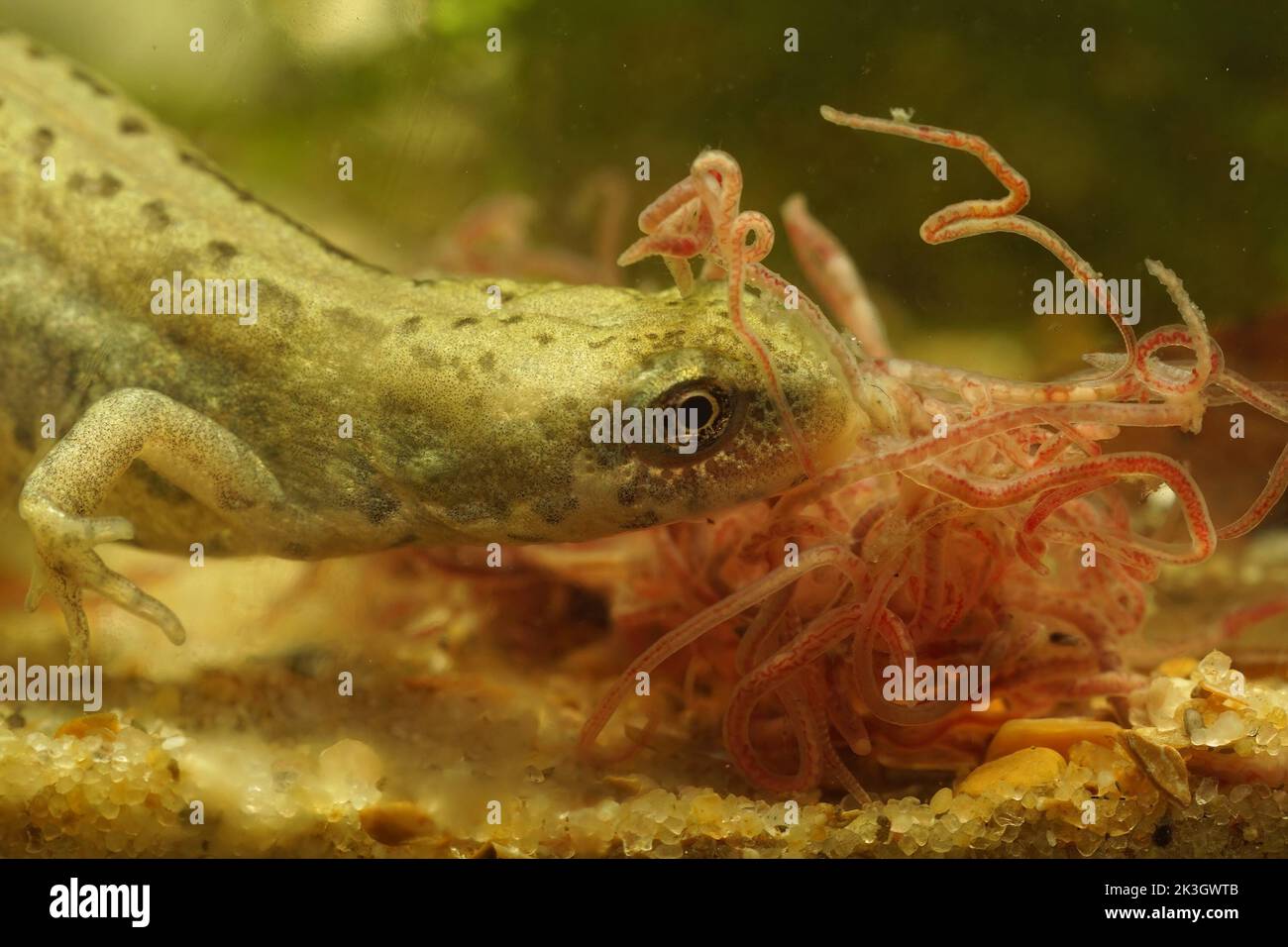 Closeup on an adult European Italian newt, Lissotriton italicus eating tubifex Stock Photo