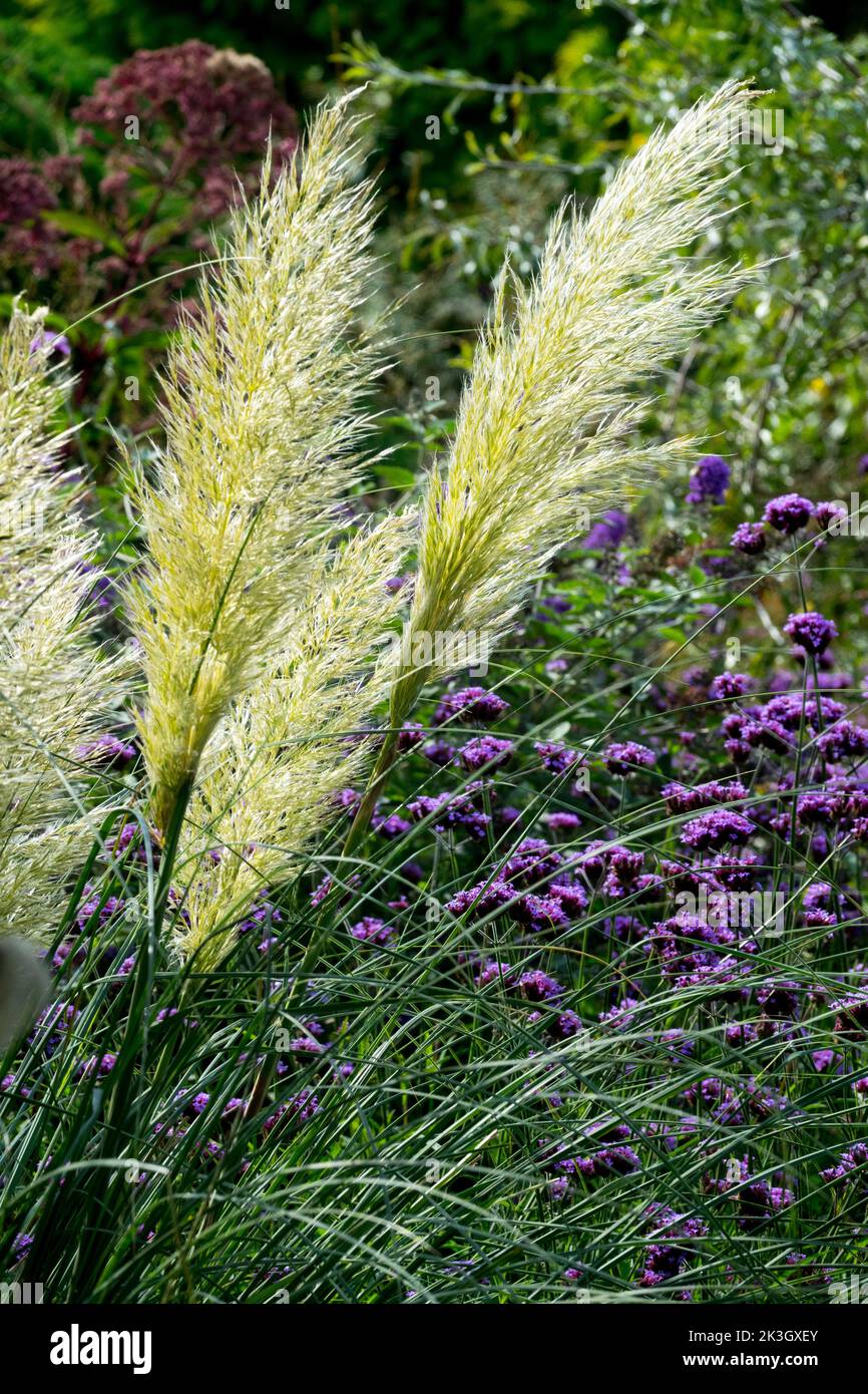 Dwarf Pampas Grass, Cortaderia selloana "Pumila", Pampas grass garden