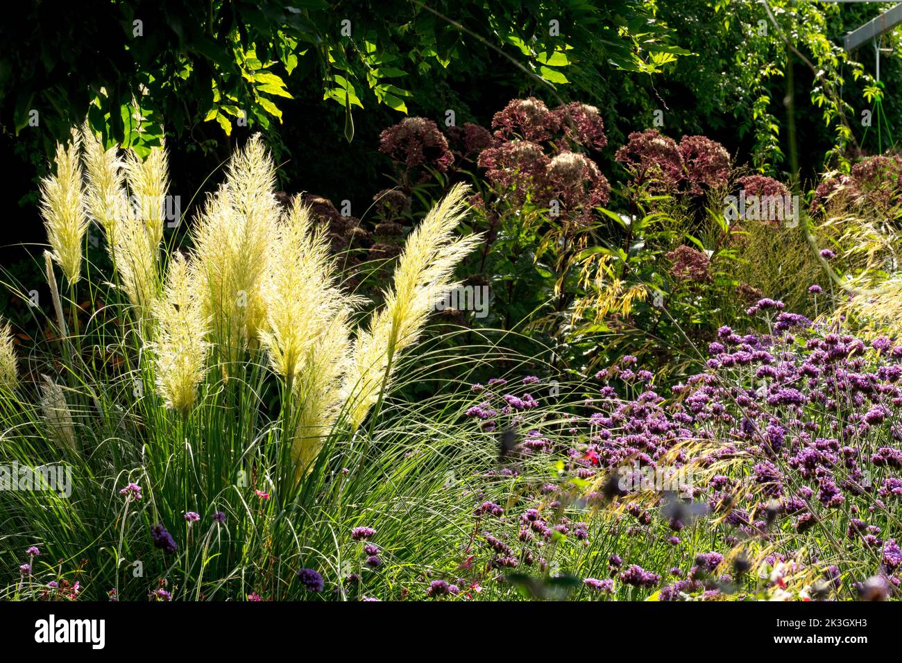 Early autumn garden, Dwarf Pampas grass, Cortaderia selloana 'Pumila', Verbena bonariensis, Early Autumn Grass perennial garden scene Sunny day Stock Photo