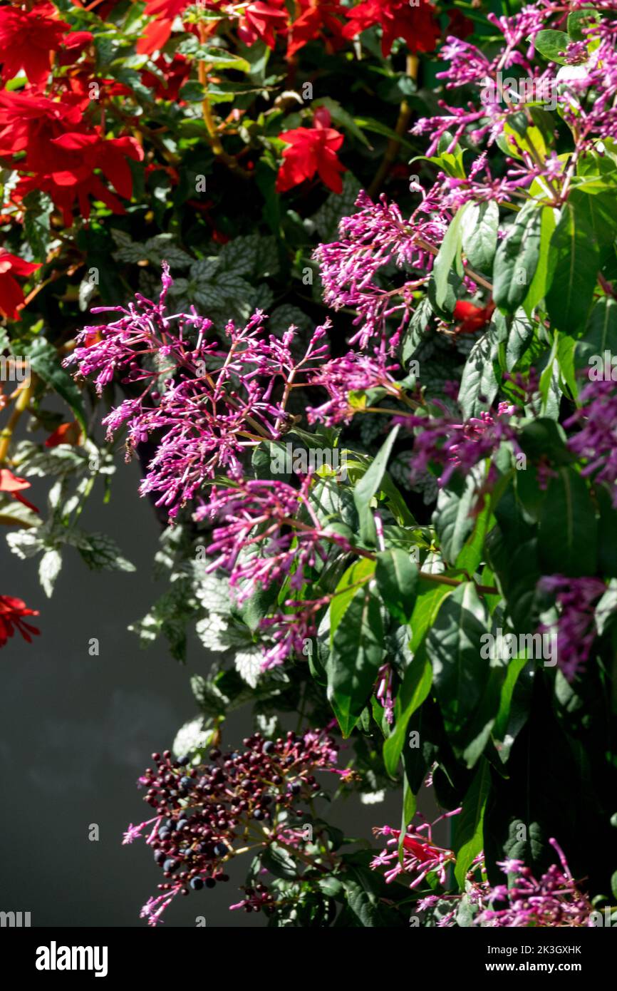 Lilac Fuchsia arborescens blooming panicles with ripe fruits and red begonia hanging, Fuchsia paniculata growing at the wall, garden Stock Photo