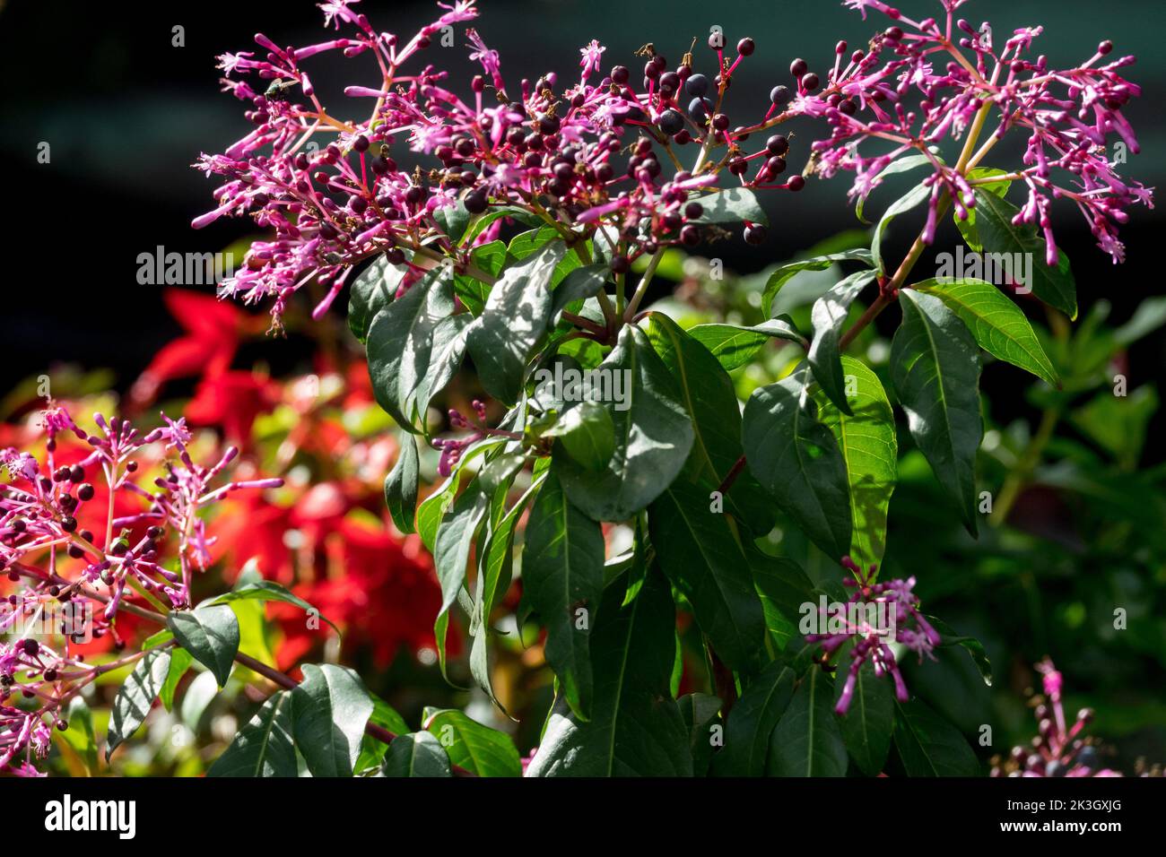 Lilac Fuchsia, Fuchsia arborescens Stock Photo