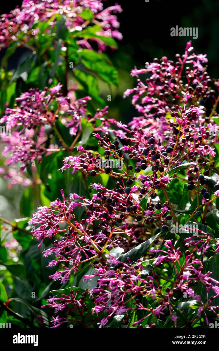 Flowering, Hardy, Fuchsia, Lilac, Fuchsia arborescens, Flowers, Purple, Fuchsia paniculata, Lady's Eardrops, Plant Stock Photo