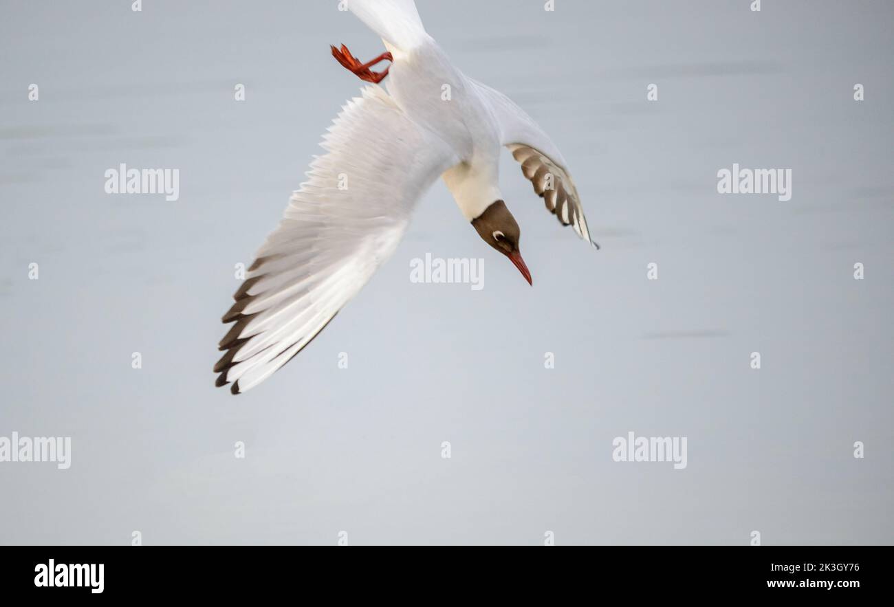 Black-headed gull plunging on its prey Stock Photo