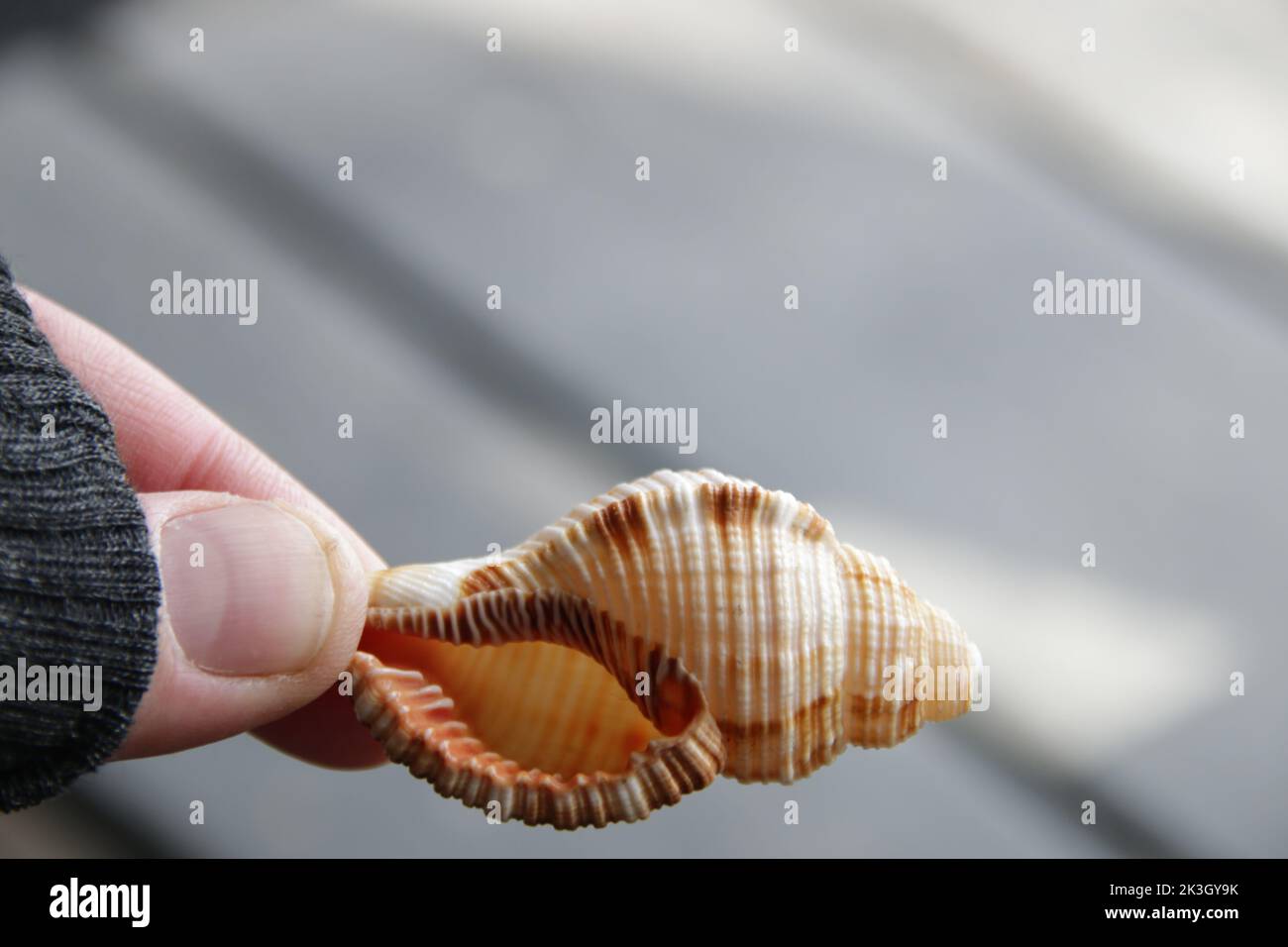 The hand holds a seashell. Marine background. Stock Photo