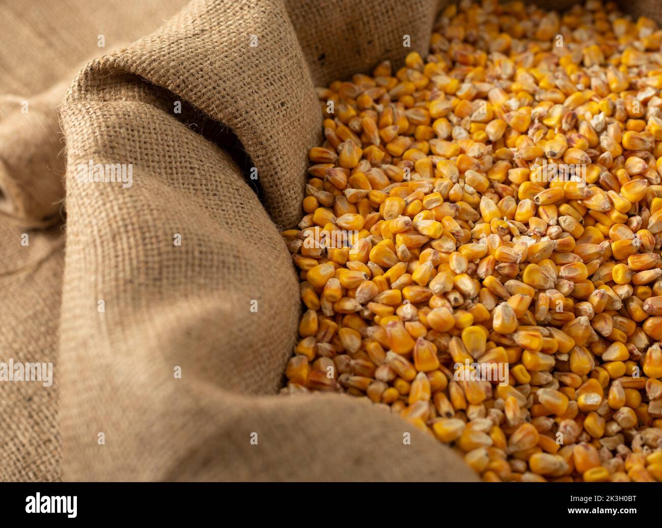 Burlap sack filled with yellow corn kernels Stock Photo