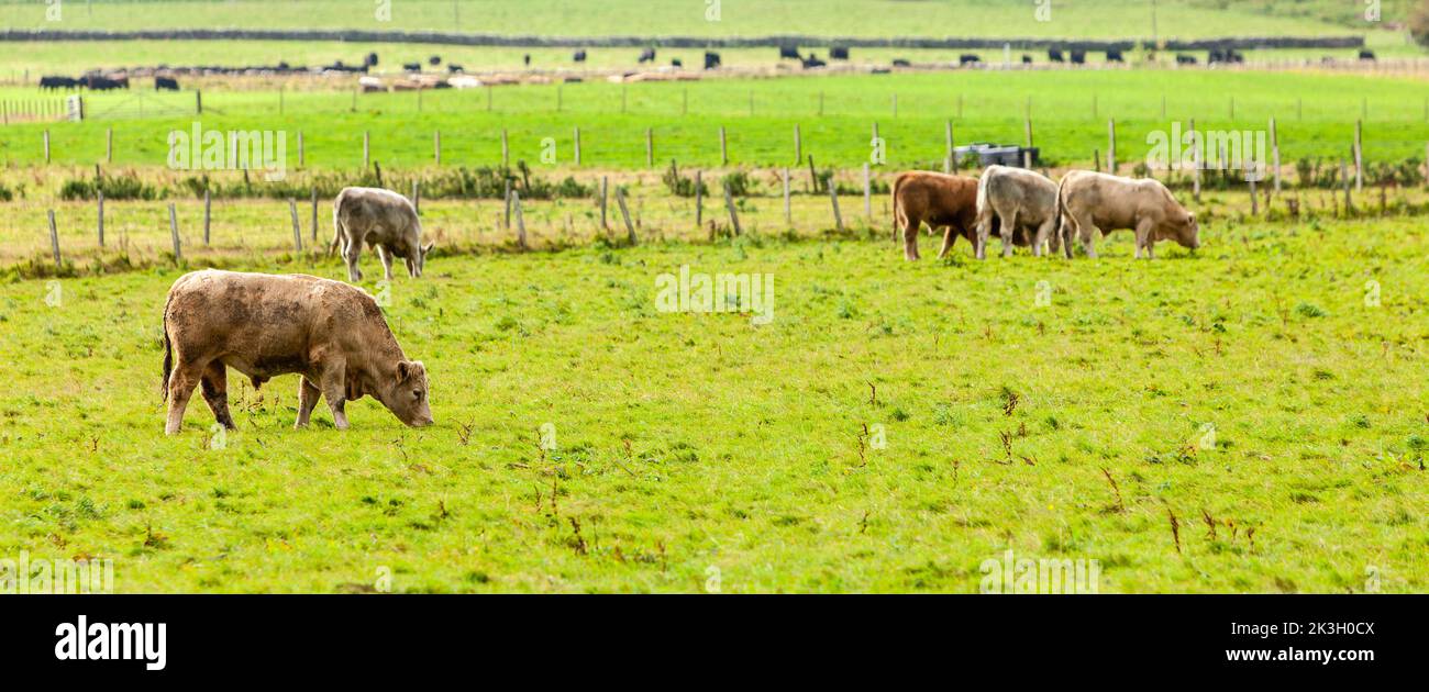 Bulls are grazing in the Scottish Highlands. Stock Photo