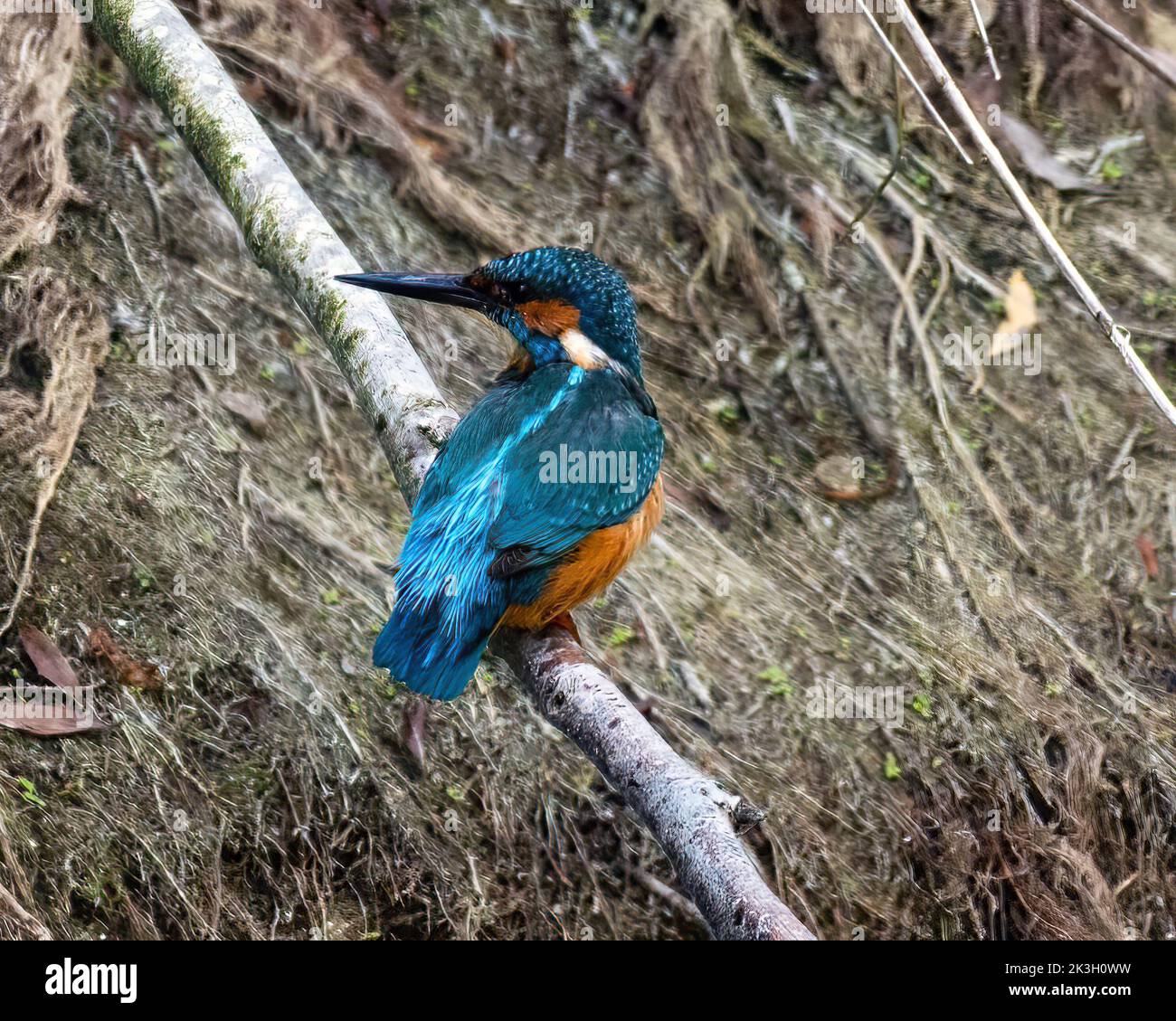 Common Kingfisher Perched on a Branch on the Marne River Banks Stock Photo