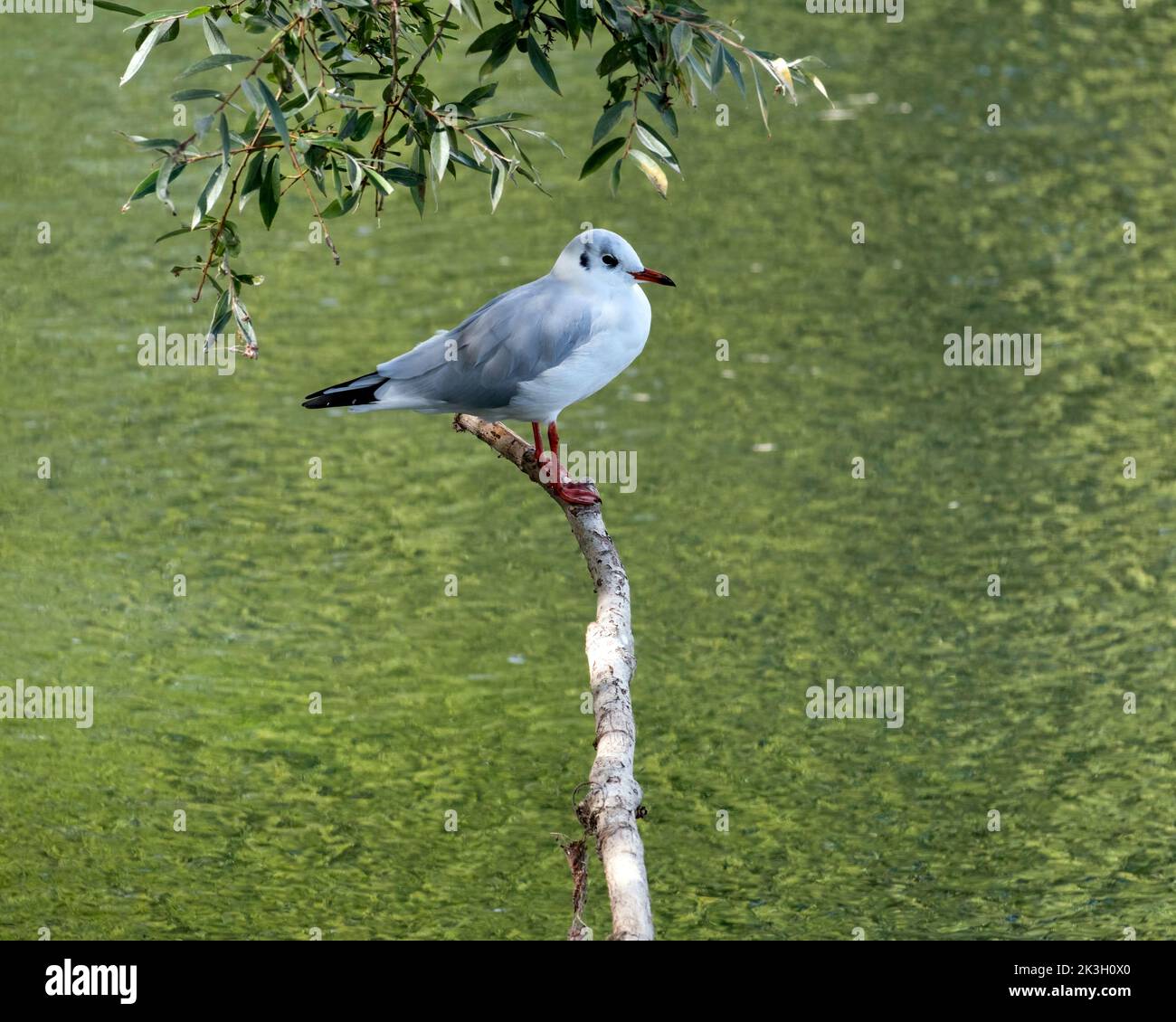 Black headed gull standing on a branch Stock Photo