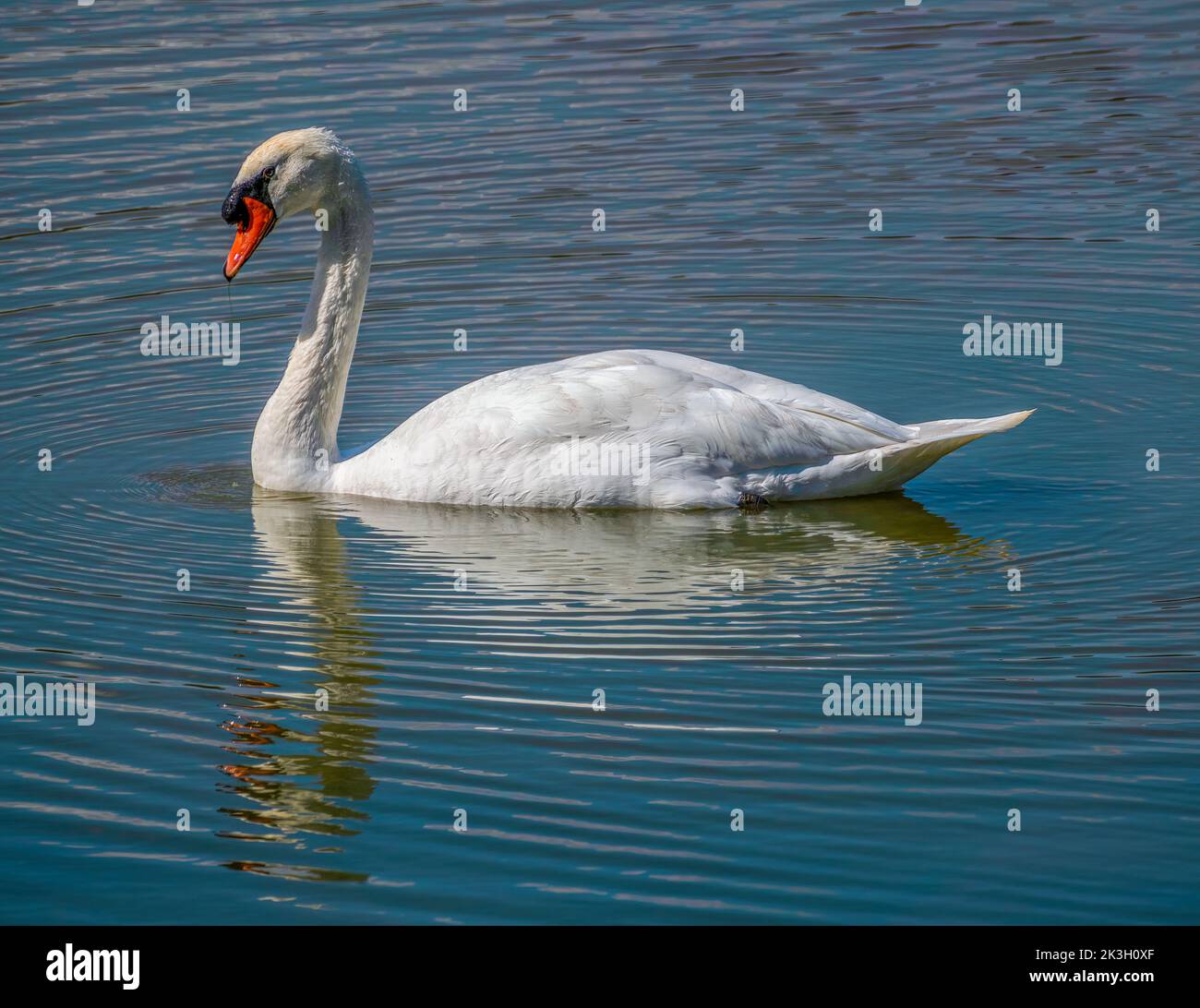 Isolated Mute Swan swimming in a lake Stock Photo